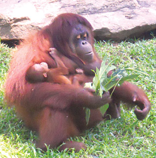 COLOMBO ZOO - DEHIWALA - SRI LANKA